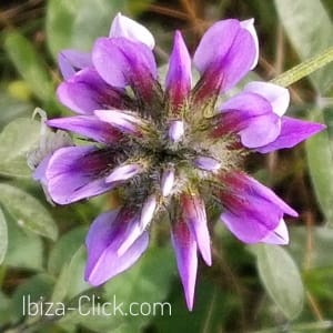 flor_ibiza-Click